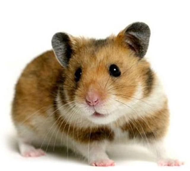 金丝熊一直咬笼子是怎么回事它十分胆小咬起笼子来却很卖力