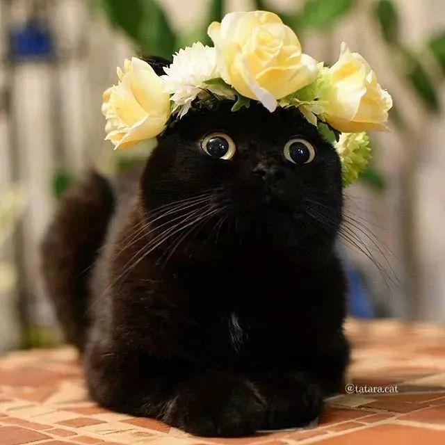 谁说黑猫不可爱这位霓虹铲屎官镜头里的黑猫简直就是小天使