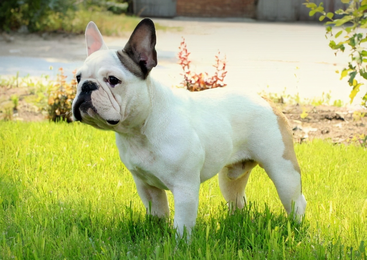 纯种法国斗牛犬的5大特征我家的就不是