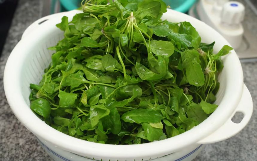 冬天农村最喜欢吃的野菜教你做成菜卷皮薄菜多家人吃美了