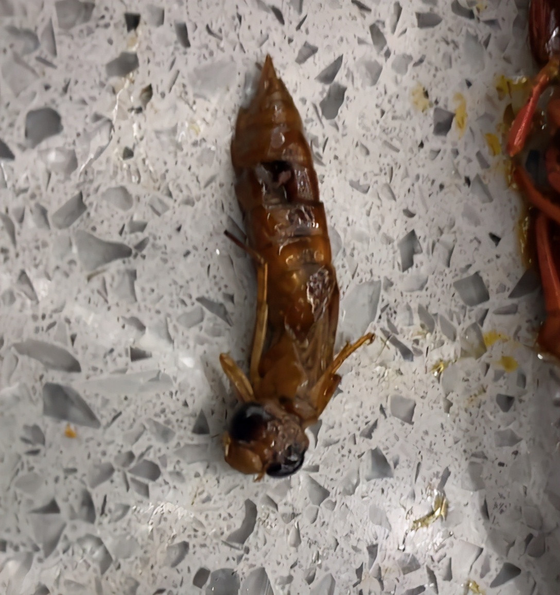 男子吃小龙虾吃出虫子找店家理论服务员这是小龙虾的小时候