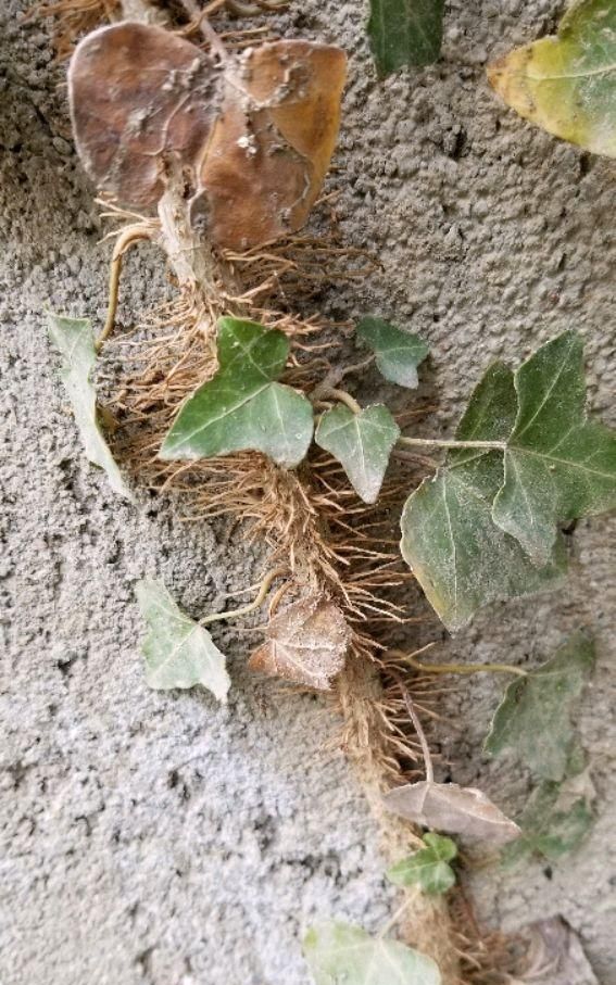 常春藤有什么利用价值