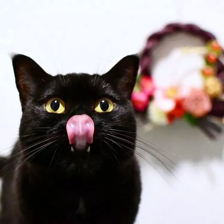 谁说黑猫不可爱这位霓虹铲屎官镜头里的黑猫简直就是小天使