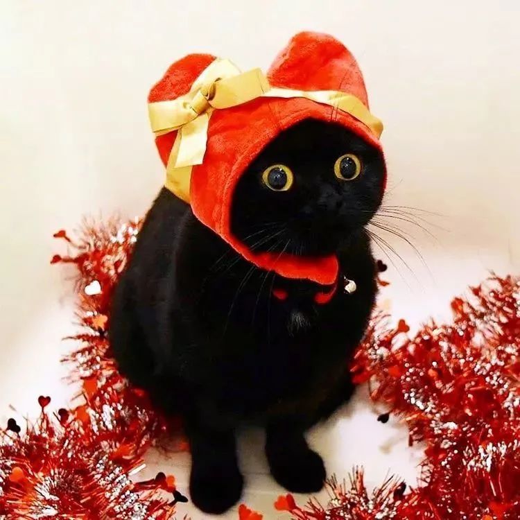 谁说黑猫不可爱这位霓虹铲屎官镜头里的黑猫简直就是小天使