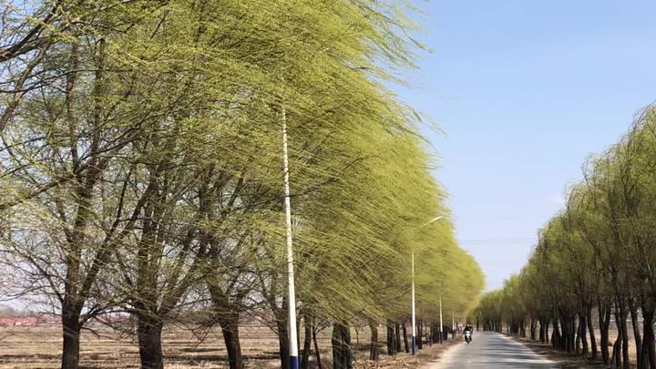 辽宁丹东今天的六级风,把春天刮得如此醉人!