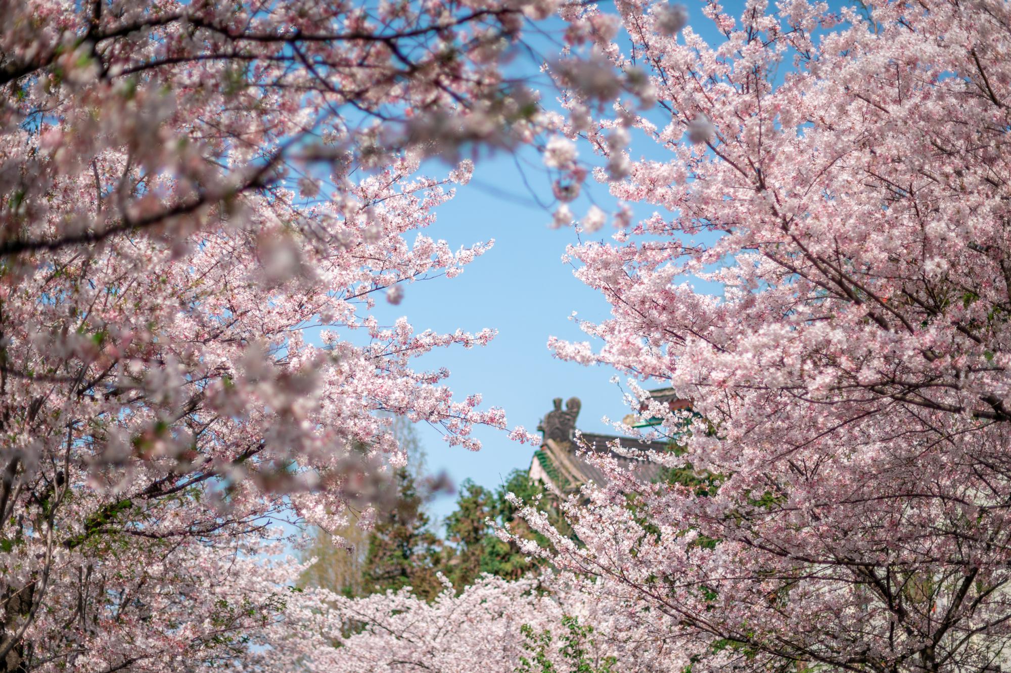 南京很美赏樱胜地千年古刹前的赏樱胜地网友人比花多