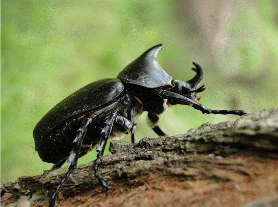 蜣螂推着粪球还能走直线它能看光听风竟然还会看天象