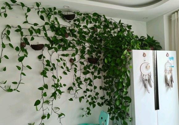 绿萝养好了可以爬满墙别人家的绿萝很壮我家的很弱小