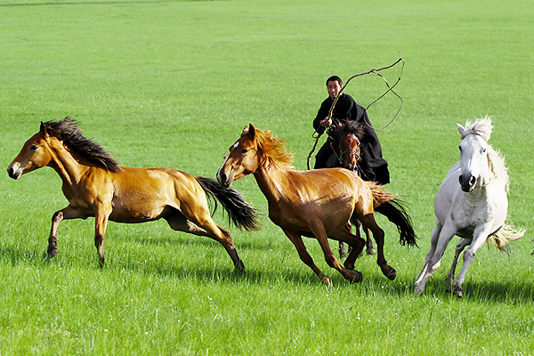 呼伦贝尔春季踏青,导游小池带你看蒙古牧民将生活过成诗般的模样