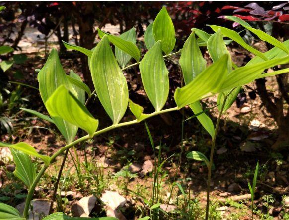 黄精的好处挺多的平时我们要怎么吃效果更好呢