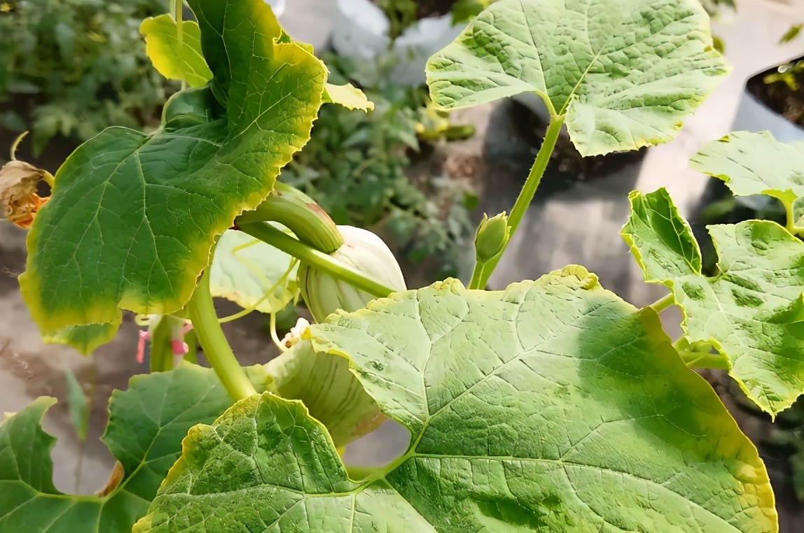 磷酸二氢钾烧叶图片图片