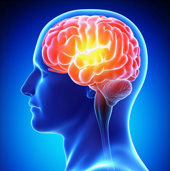 马斯克|猕猴|大脑_新浪新闻