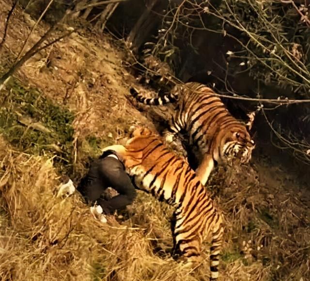 一女子擅自在动物园猛兽区下车 与老虎仅隔4米 网友:捏了一把汗休闲区蓝鸢梦想 - Www.slyday.coM 一女子擅自在动物园猛兽区下车 与老虎仅隔4米 网友:捏了一把汗休闲区蓝鸢梦想 - Www.slyday.coM