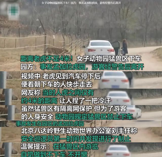 一女子擅自在动物园猛兽区下车 与老虎仅隔4米 网友:捏了一把汗休闲区蓝鸢梦想 - Www.slyday.coM 一女子擅自在动物园猛兽区下车 与老虎仅隔4米 网友:捏了一把汗休闲区蓝鸢梦想 - Www.slyday.coM
