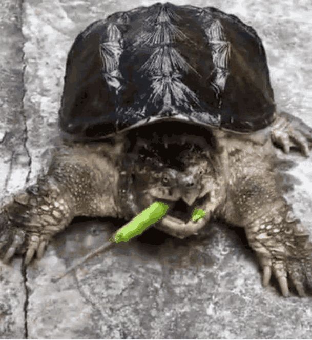 男子突发奇想给鳄龟吃辣椒鳄龟的表情惊奇不已