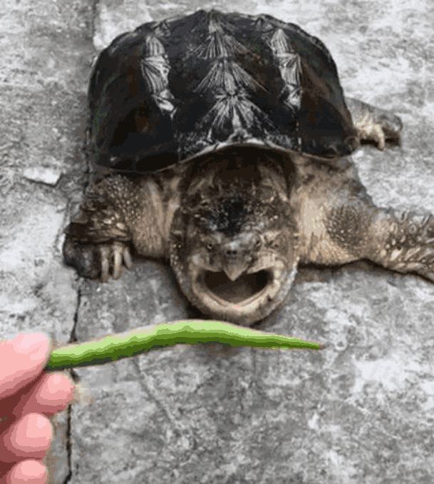 男子突发奇想给鳄龟吃辣椒鳄龟的表情惊奇不已