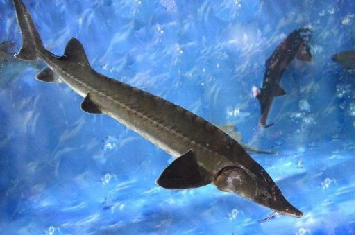 鳇鱼价格(鳇鱼价格一斤多少钱)