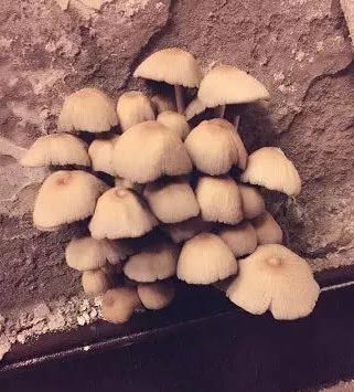 男子发现家里长蘑菇用手除掉后接下来却把他吓到了