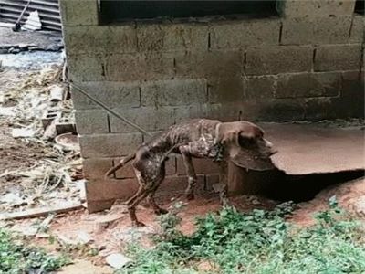 男子回家途中遇到一只皮包骨的狗，村民告诉原因后不淡定了休闲区蓝鸢梦想 - Www.slyday.coM