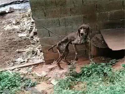 男子回家途中遇到一只皮包骨的狗，村民告诉原因后不淡定了休闲区蓝鸢梦想 - Www.slyday.coM