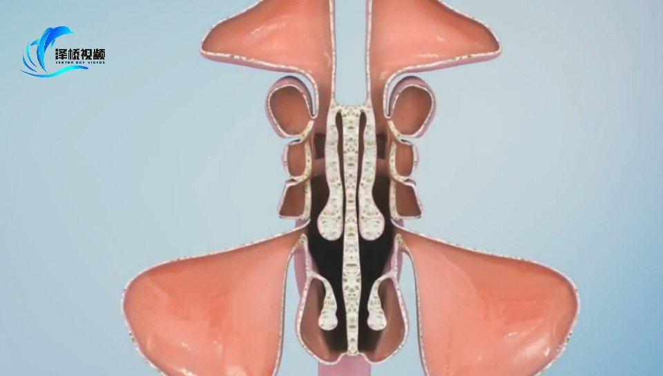 鼻腔内部结构3d动画展示:你知道你的鼻子里面有这么多小东西吗?