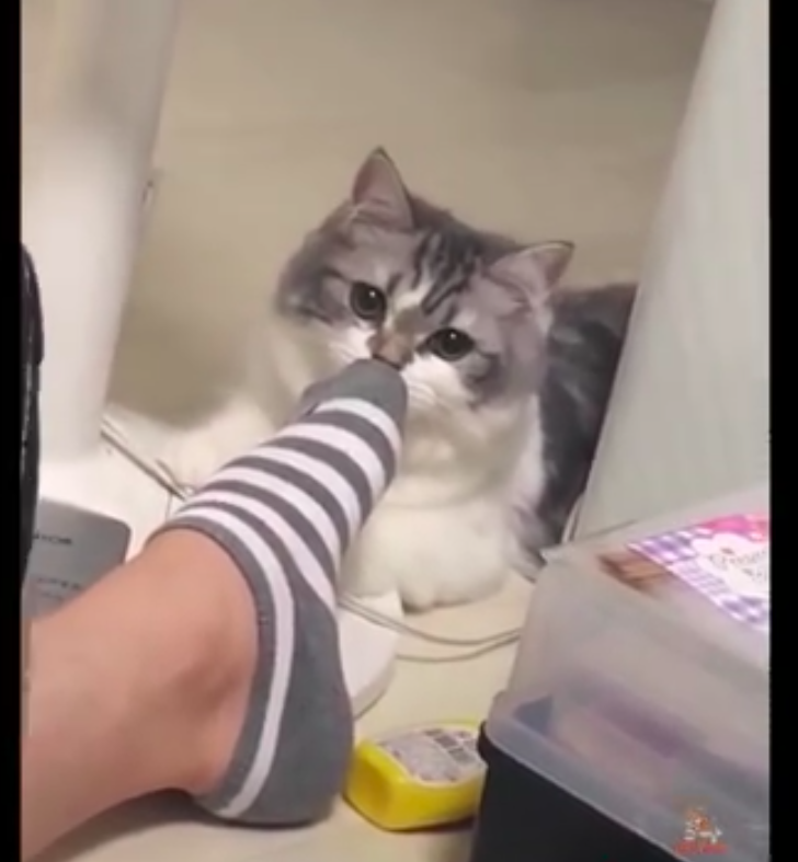 主人把臭脚放在猫咪鼻子上，它闻了后一脸不敢相信：化学武器啊！休闲区蓝鸢梦想 - Www.slyday.coM