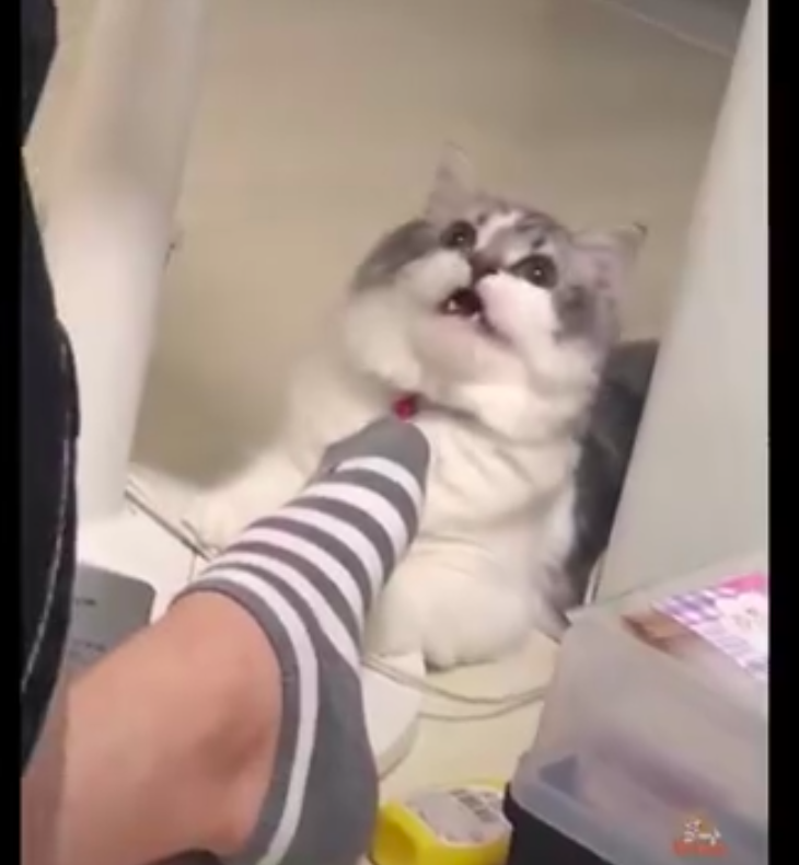 主人把臭脚放在猫咪鼻子上，它闻了后一脸不敢相信：化学武器啊！休闲区蓝鸢梦想 - Www.slyday.coM