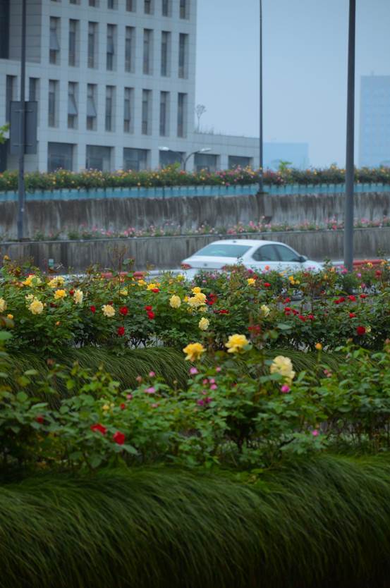 时代大道月季高架月季成了杭州园林绿化高品质发展的优秀案例,也让