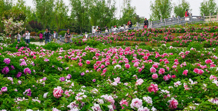 全国十大牡丹观赏地