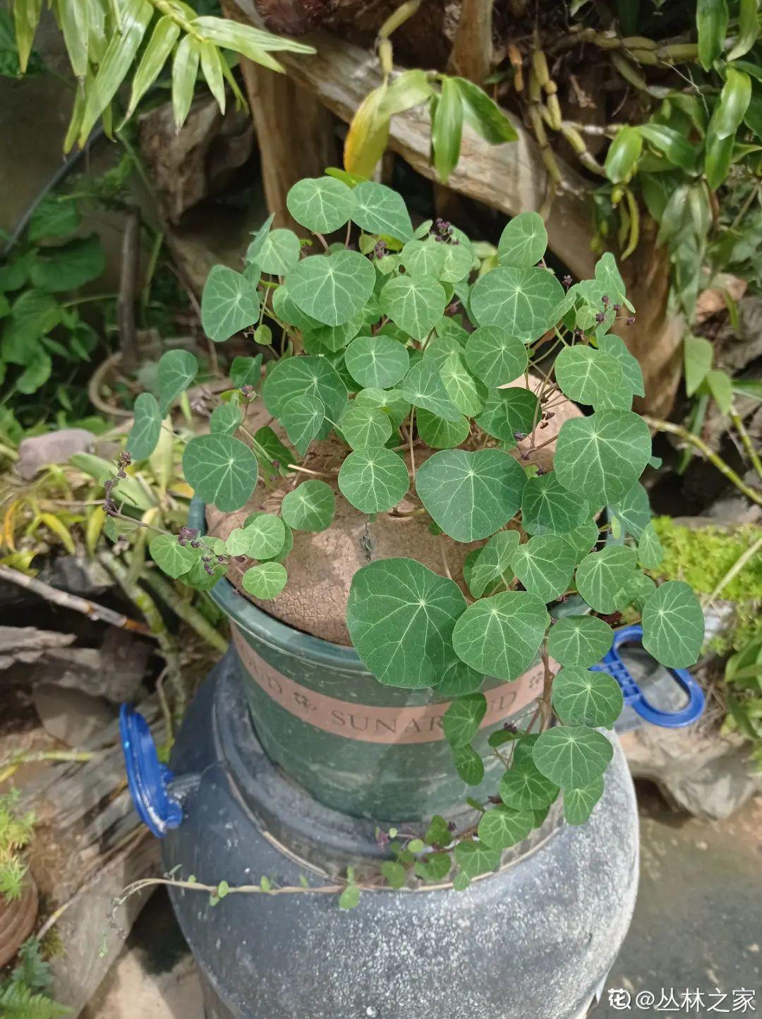 别人嫌丑的龟甲龙，养家里却镇宅，养得越久越霸气！