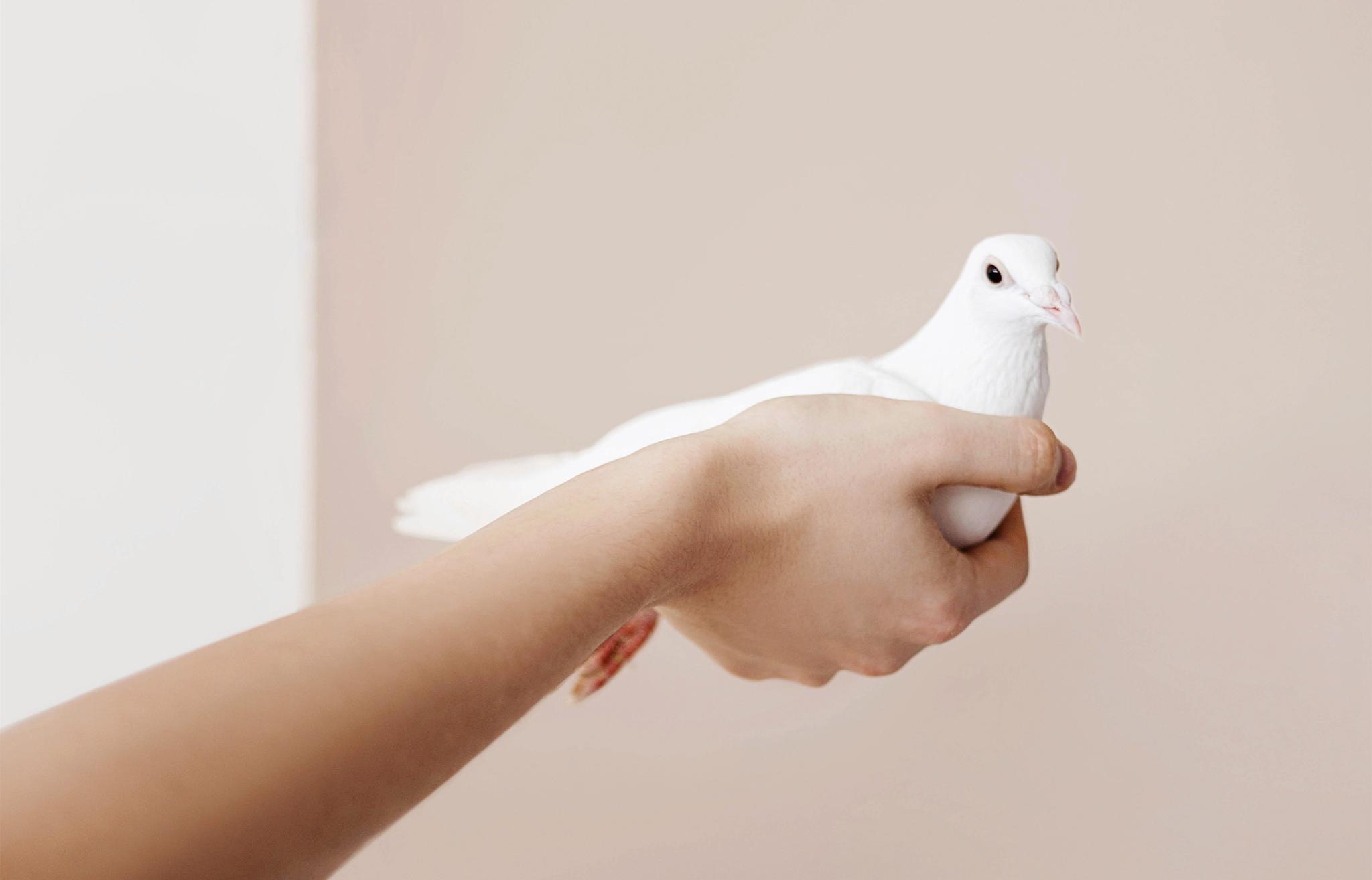 如何看待入职当天放鸽子的行为这事不仅不讲究而且还违约