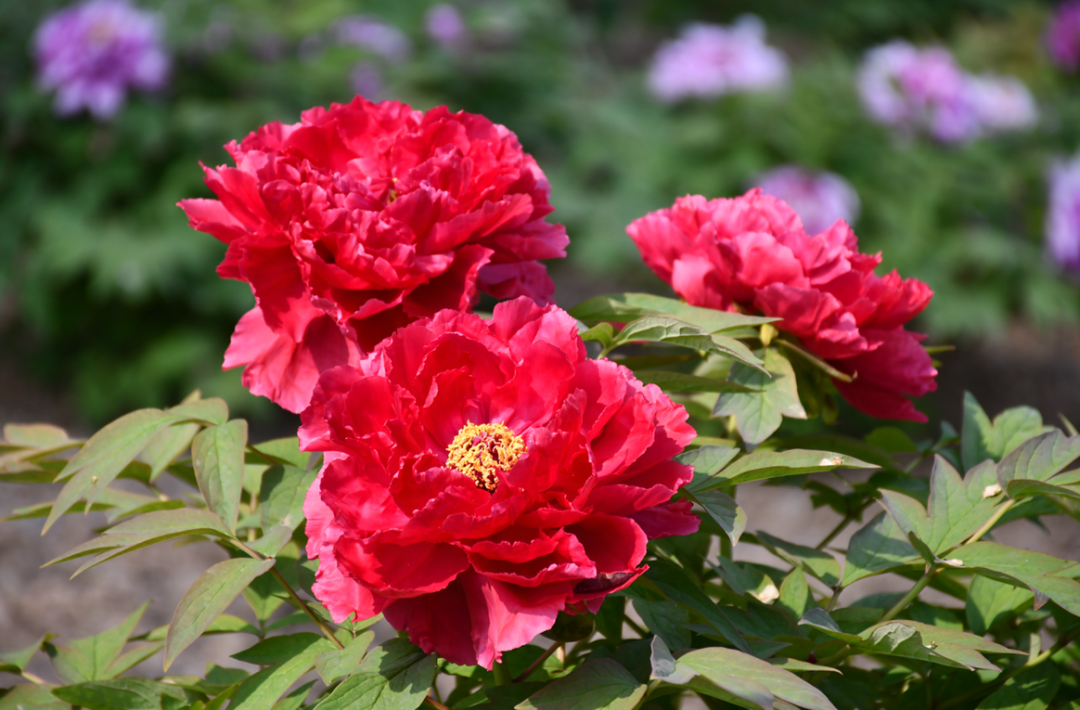 多图预警菏泽牡丹迎来最佳观赏期给你美艳暴击