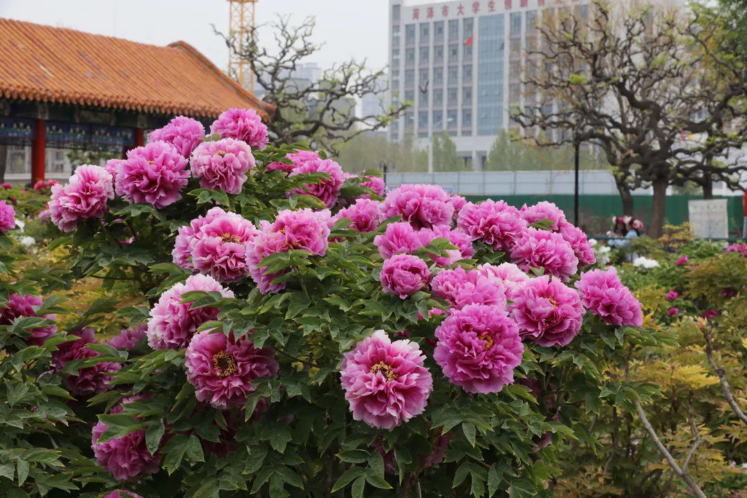 菏泽牡丹迎来最佳观赏期,给你美艳暴击……|牡丹园|牡丹|菏泽_新浪