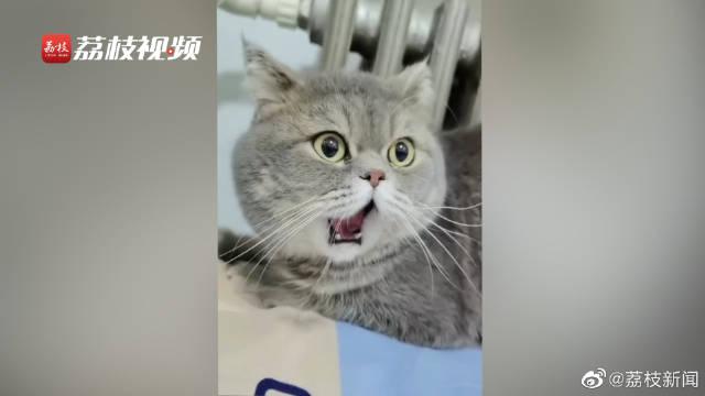可可爱爱!猫咪打呵欠下巴脱臼成表情包