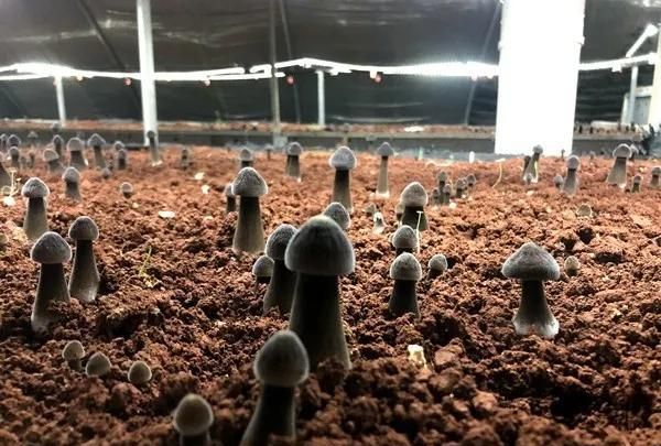 走进青坪社区黑皮鸡枞种植基地,一座座错落有序的种植大棚映入眼帘.