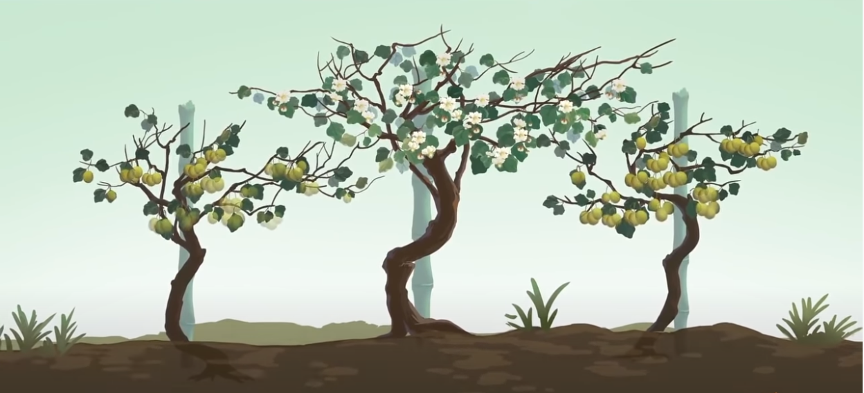 奇异果是被抢走的猕猴桃落后就要挨打连水果都一样