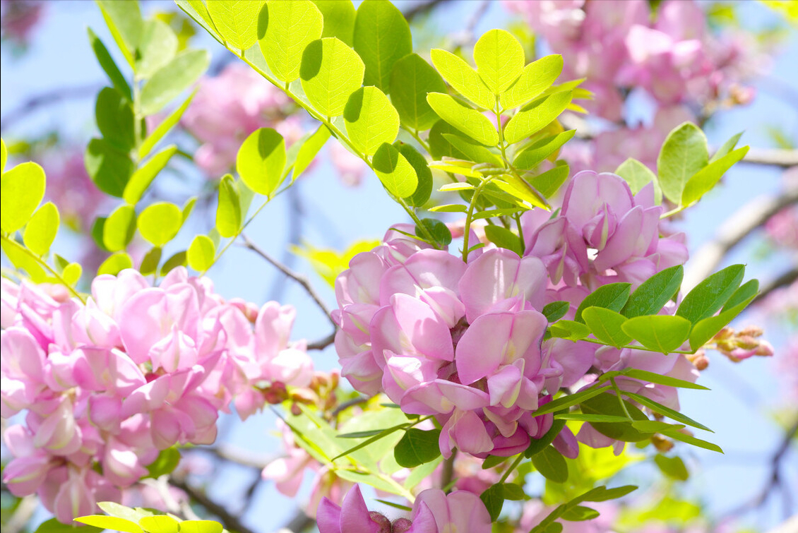 槐花虽然美味,但是不能乱吃,关于槐花的吃法以及禁忌你都知道吗 - 槐