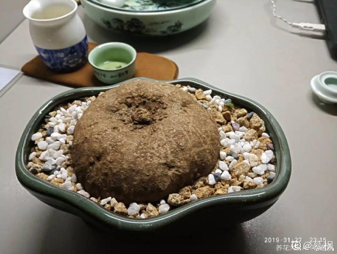 别人嫌丑的龟甲龙,养家里却镇宅,养得越久越霸气!