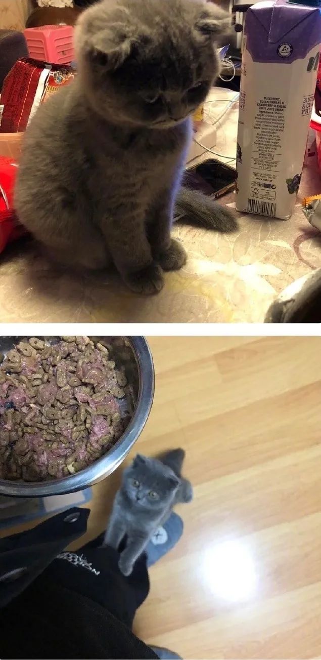 猫猫要饭行为大赏,谁能对小猫咪说不呢 ?