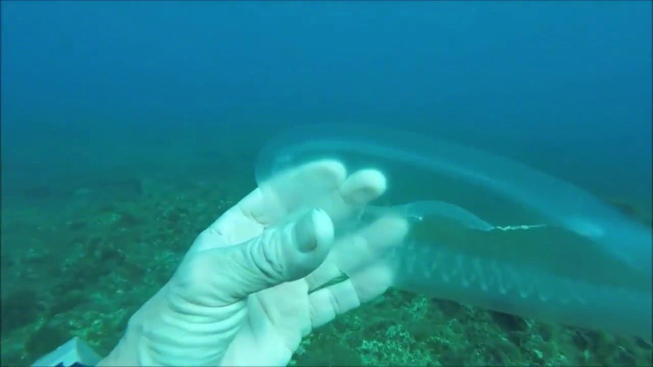 这条看起来几乎完全透明的鱼叫"樽海鞘"