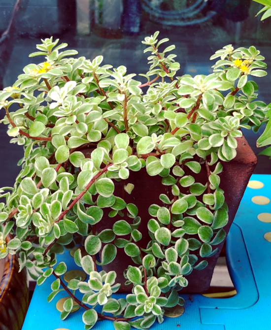 金枝玉叶金盈剔透养护有技巧学一学