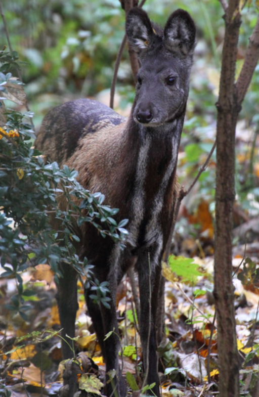 非常稀少西藏首次拍到罕见黑麝与林麝相似为什么这么少