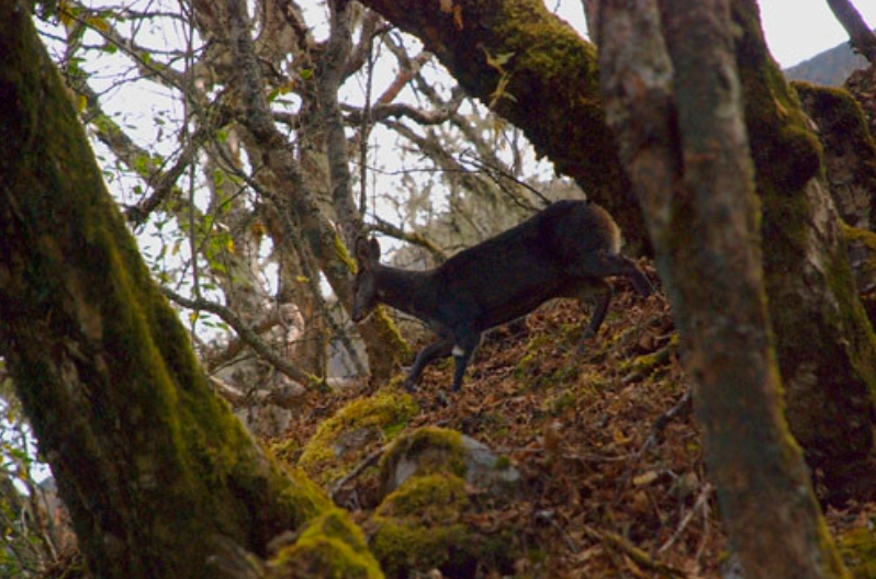 非常稀少西藏首次拍到罕见黑麝与林麝相似为什么这么少