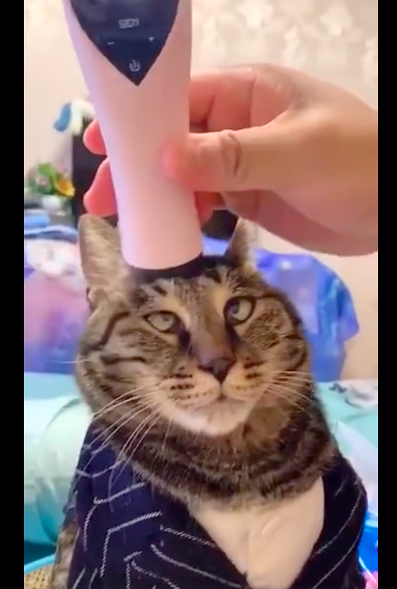 主人用按摩仪给猫咪按摩头,它的眼睛都翻白眼了,看起来不太聪明