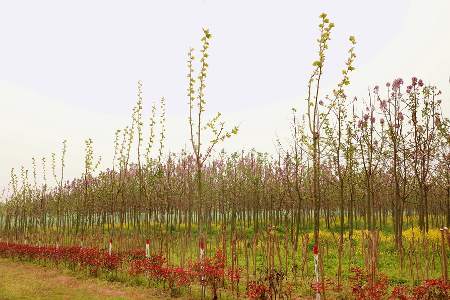 息县淮河生态廊道泡桐花开清香四溢