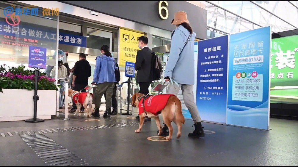 如何带导盲犬上飞机