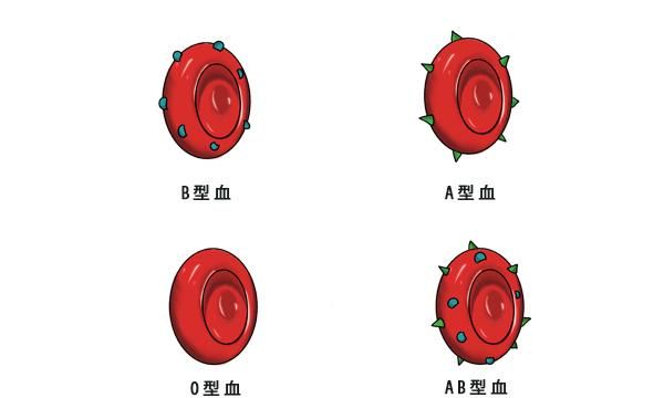 o型血和b型血生的孩子是什么血型"锦上添花"-第1张图片-克子博客