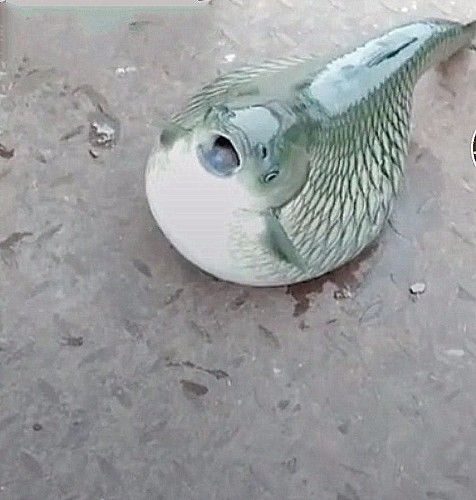 小伙救了一条怪鱼,肚大如牛,知道真相后默泪!