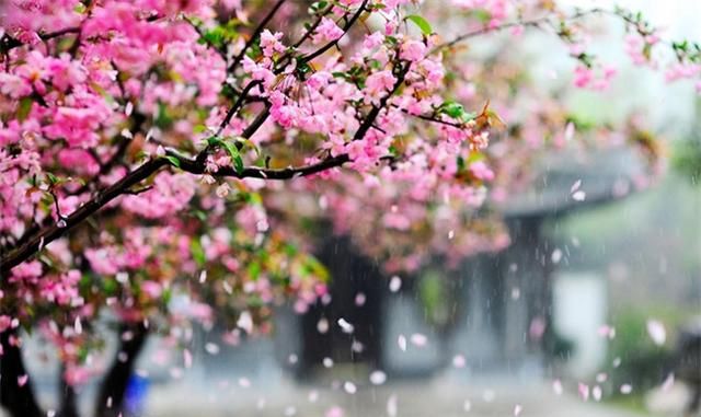 人间春暮且听风吟