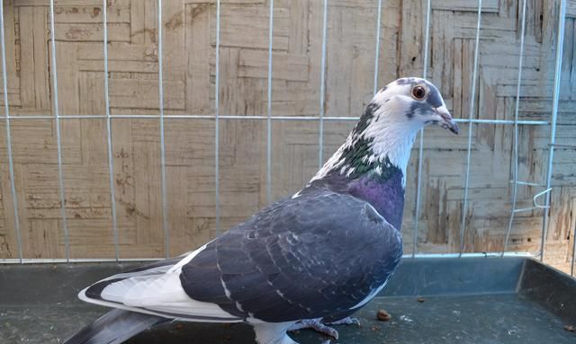 天落鸟也有品系